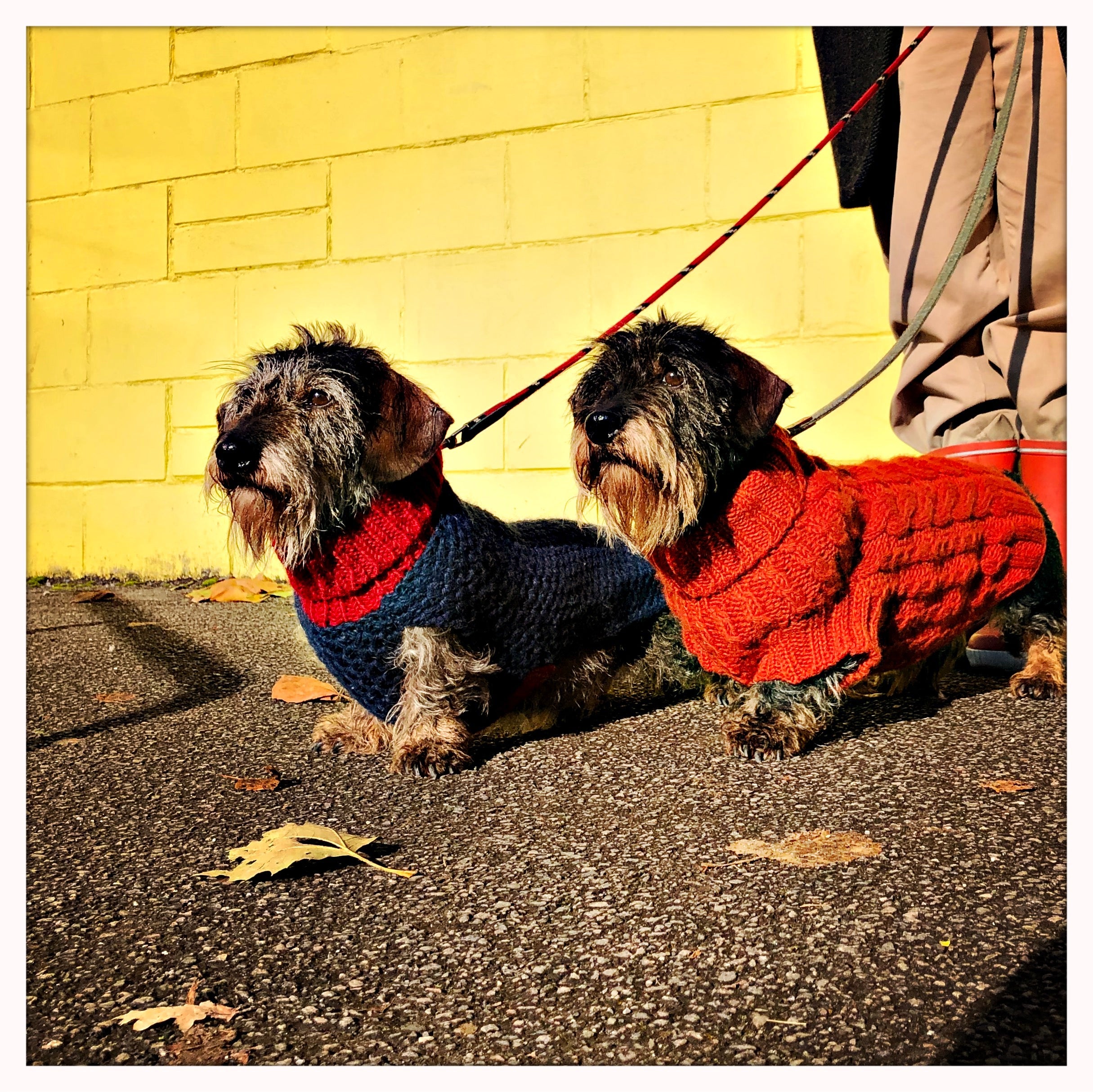 EASING YOUR POOCH OUT OF LOCKDOWN BY ANNA WEBB