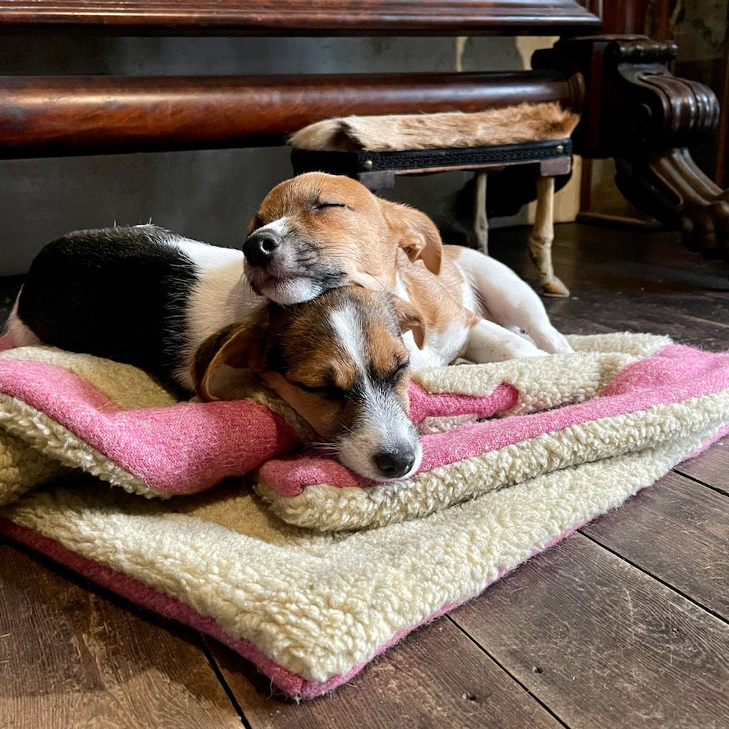 Designer dog blanket sale