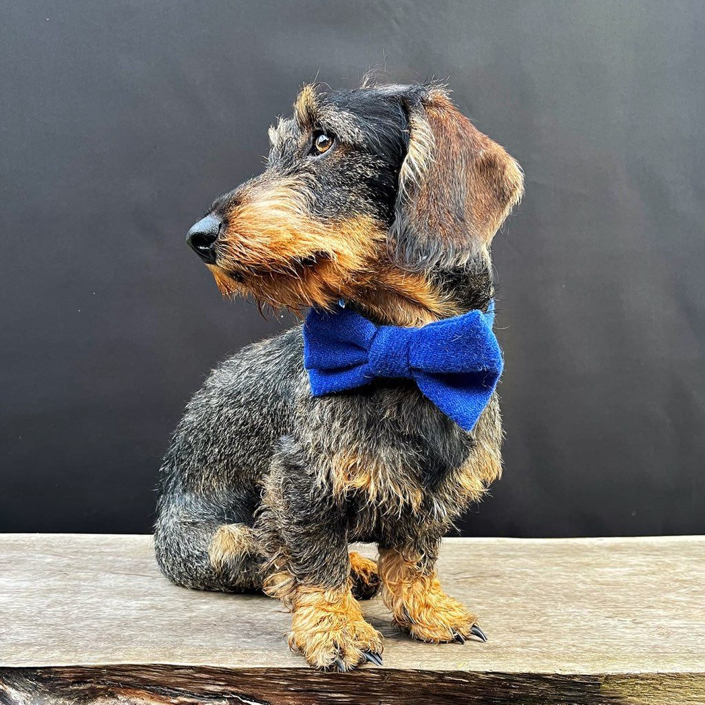 Designer Dog Bows Bundle with Premium and Luxury Branded Ribbon
