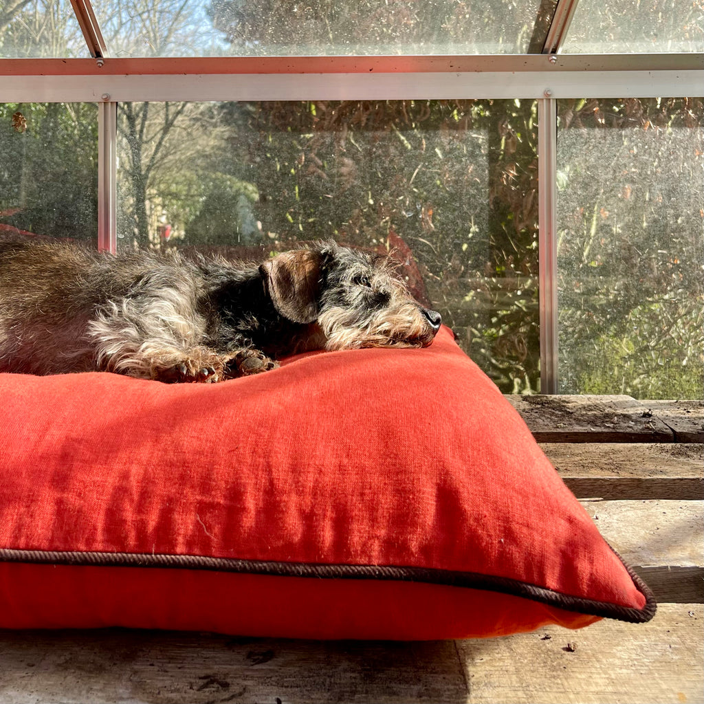 mini dachshund laying on luxury designer linen saffron orange pillow dog bed in a greenhouse 