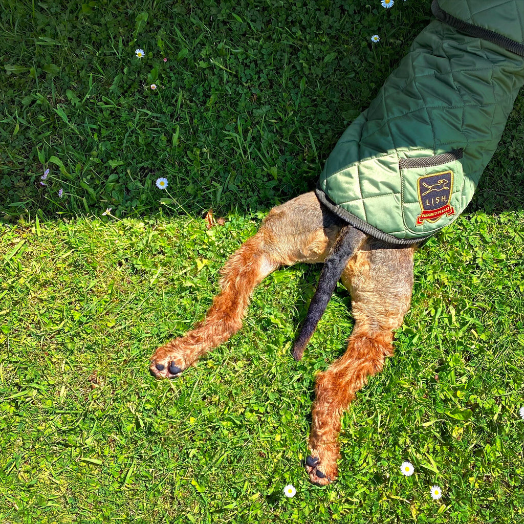 BORDER TERRIER RECYCLED QUILTED GREEN DOG COAT MADE BY BRITISH LUXURY HERITAGE PET ACCESSORY BRAND LISH AND MADE IN ENGLAND