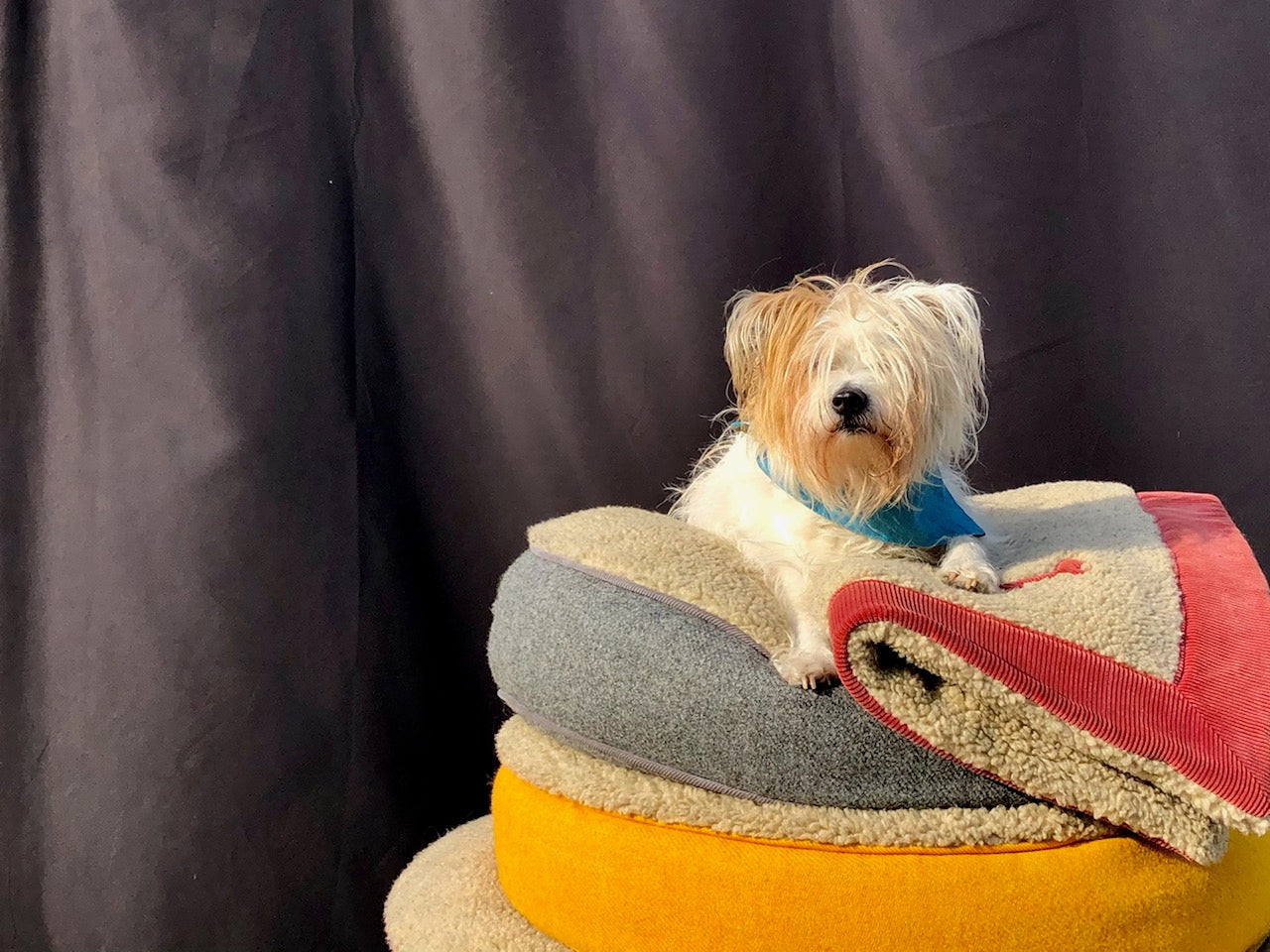 Harris Tweed Dog Beds: What Makes Them Special?