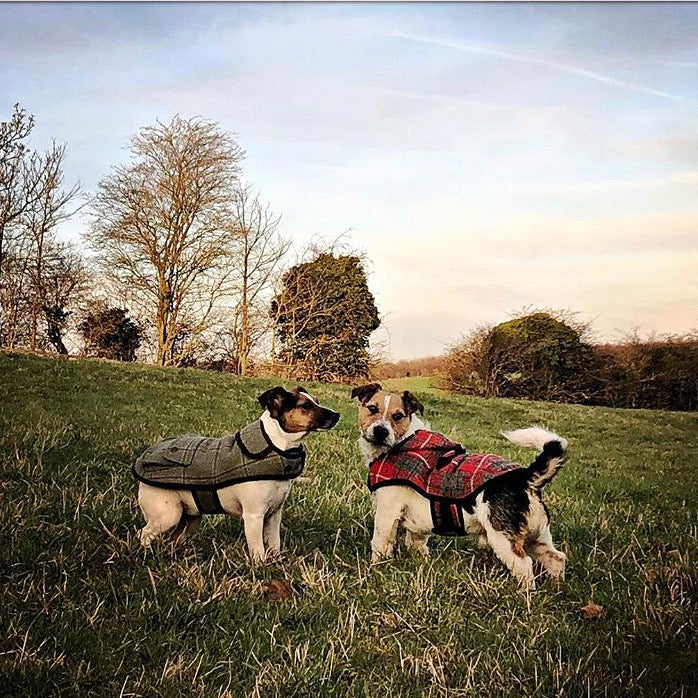 SUSTAINABLE DESIGNER DOG COATS BY LISH LUXURY PETWEAR