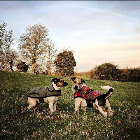 SUSTAINABLE DESIGNER DOG COATS BY LISH LUXURY PETWEAR