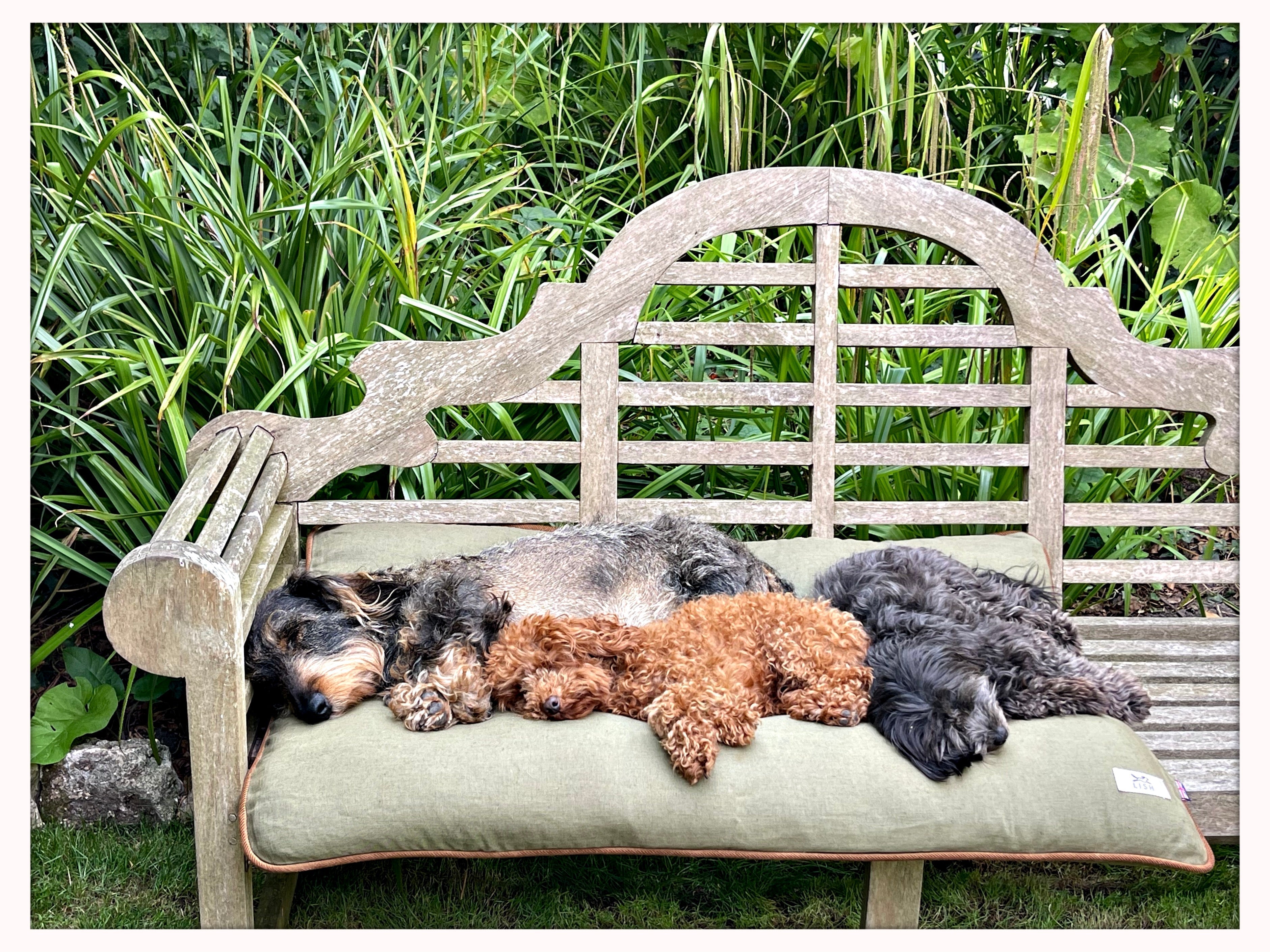 How to Choose the Perfect Dog Bed for Your Dog’s Sleeping Style