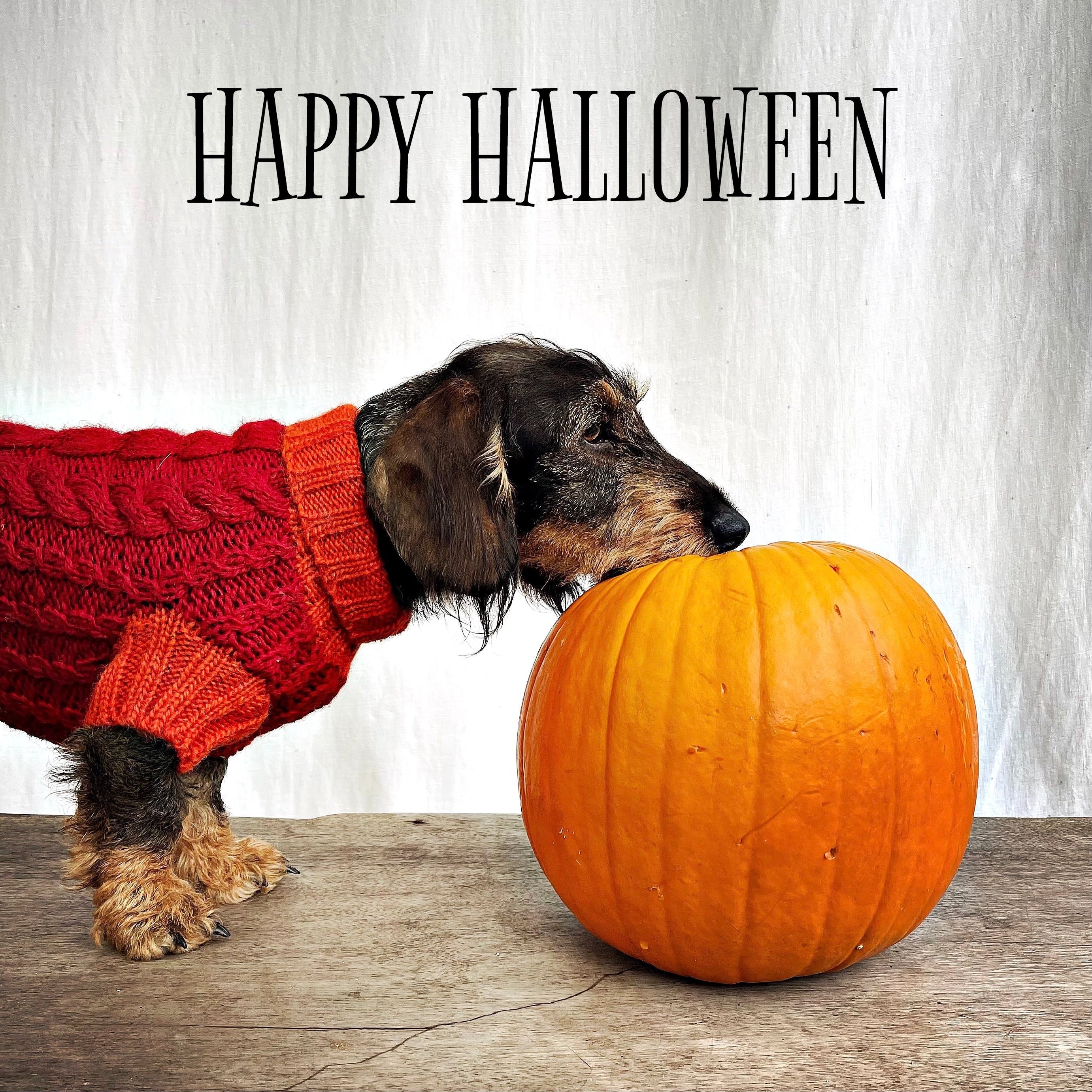 SUPER STYLISH PET HALLOWEEN WARDROBE FOR YOUR PUPS
