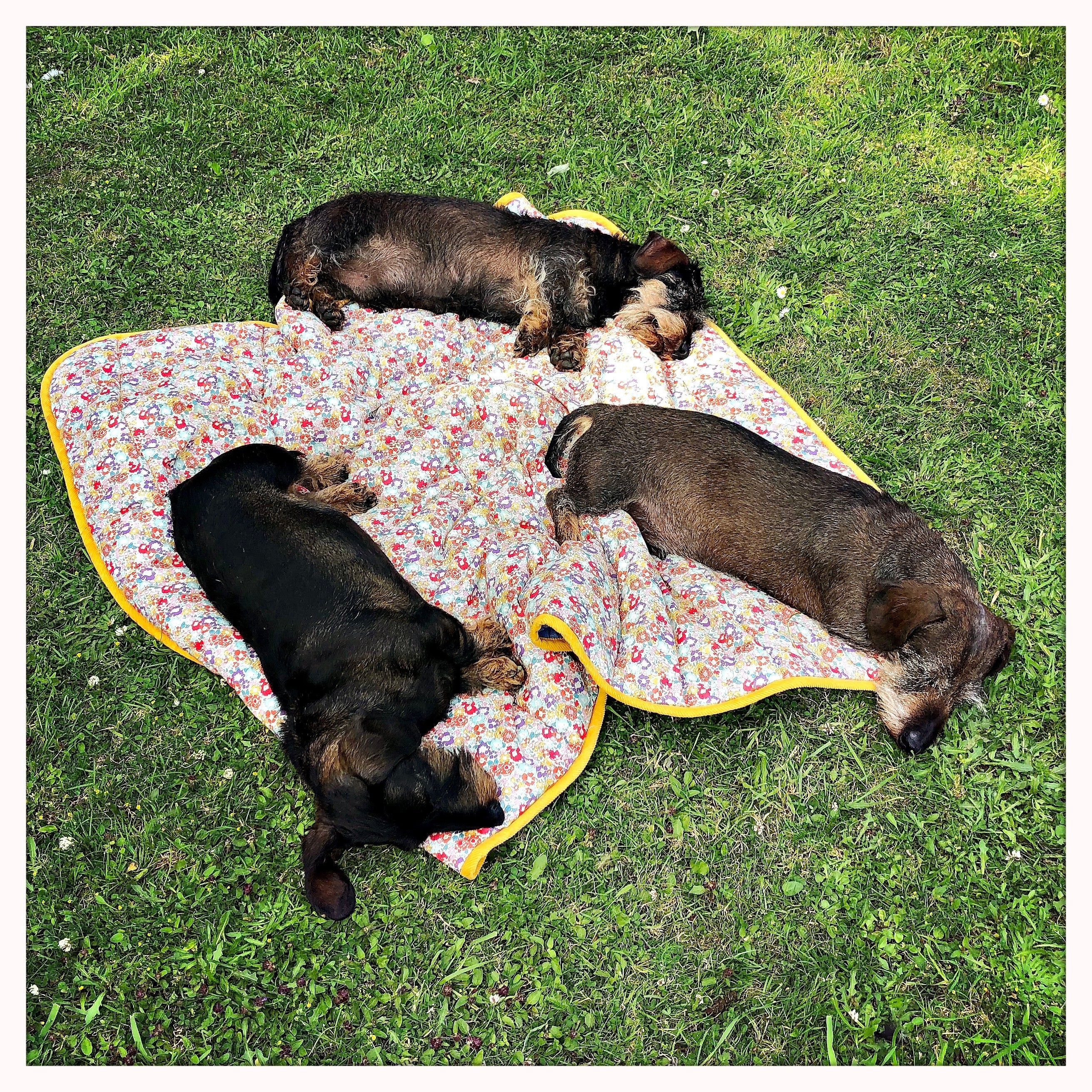 HOT WEATHER TIPS FOR YOUR DOG