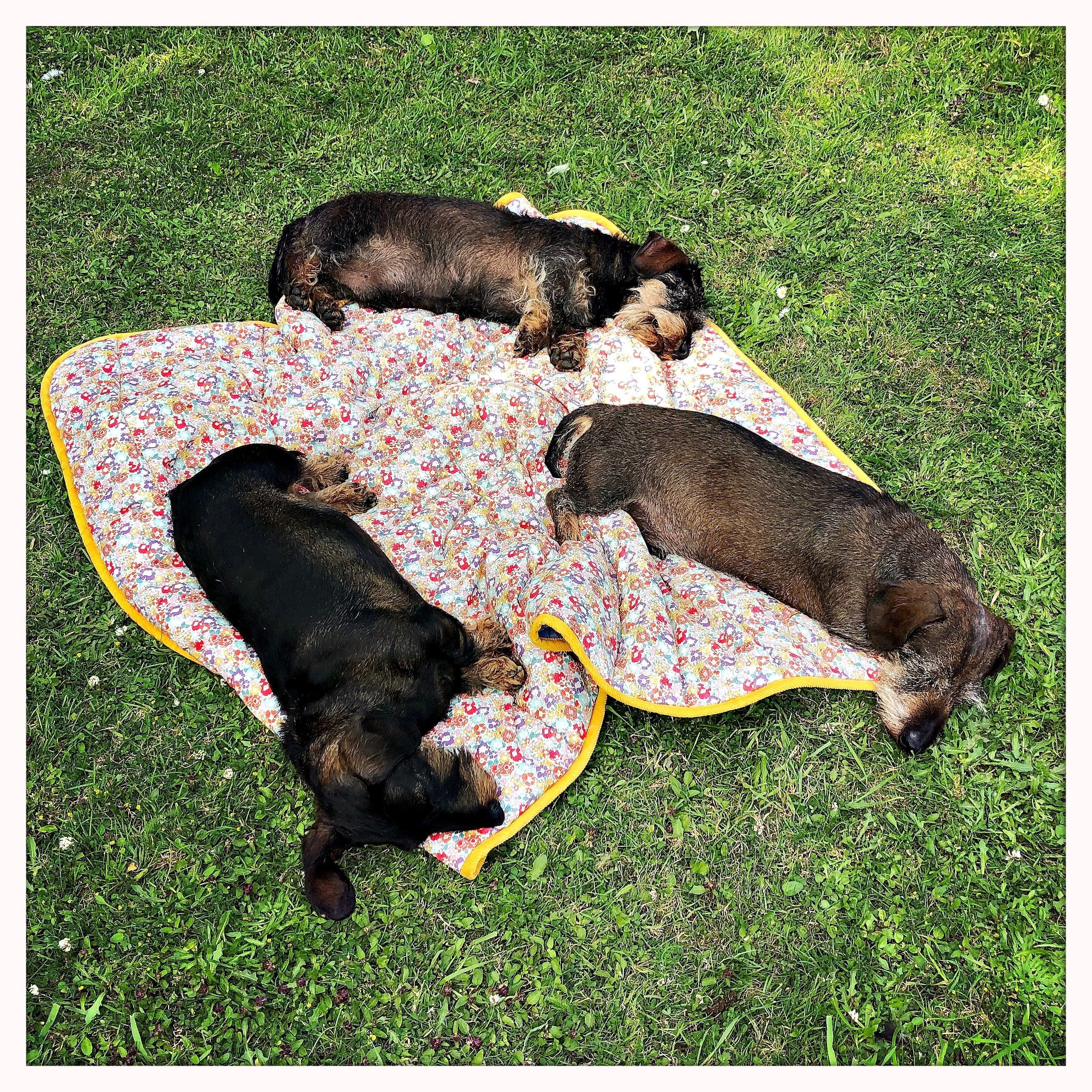 HOT WEATHER TIPS FOR YOUR DOG