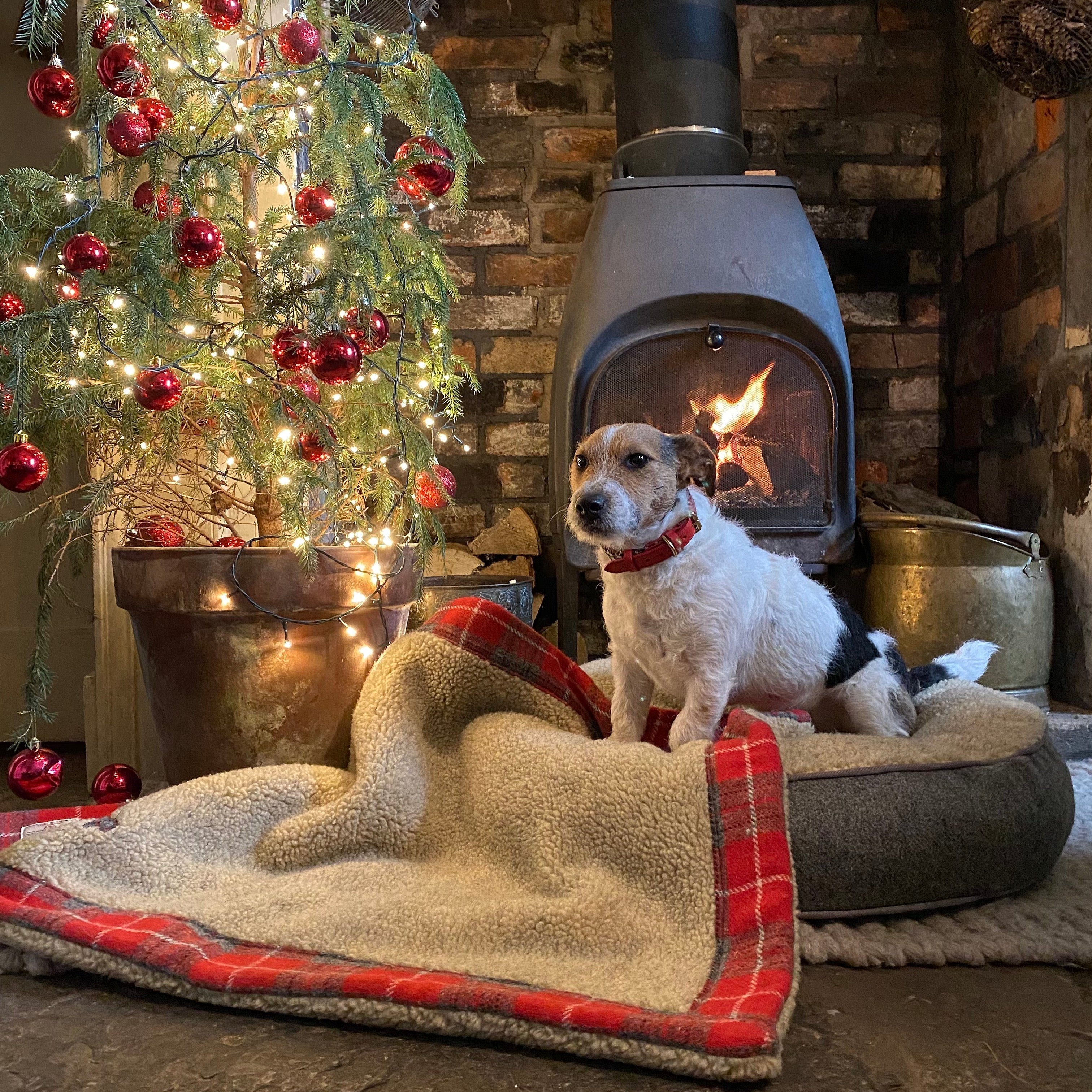 GIVE YOUR PUP THE BEST THIS CHRISTMAS WITH OUR SPECIAL STOCKING FILLERS