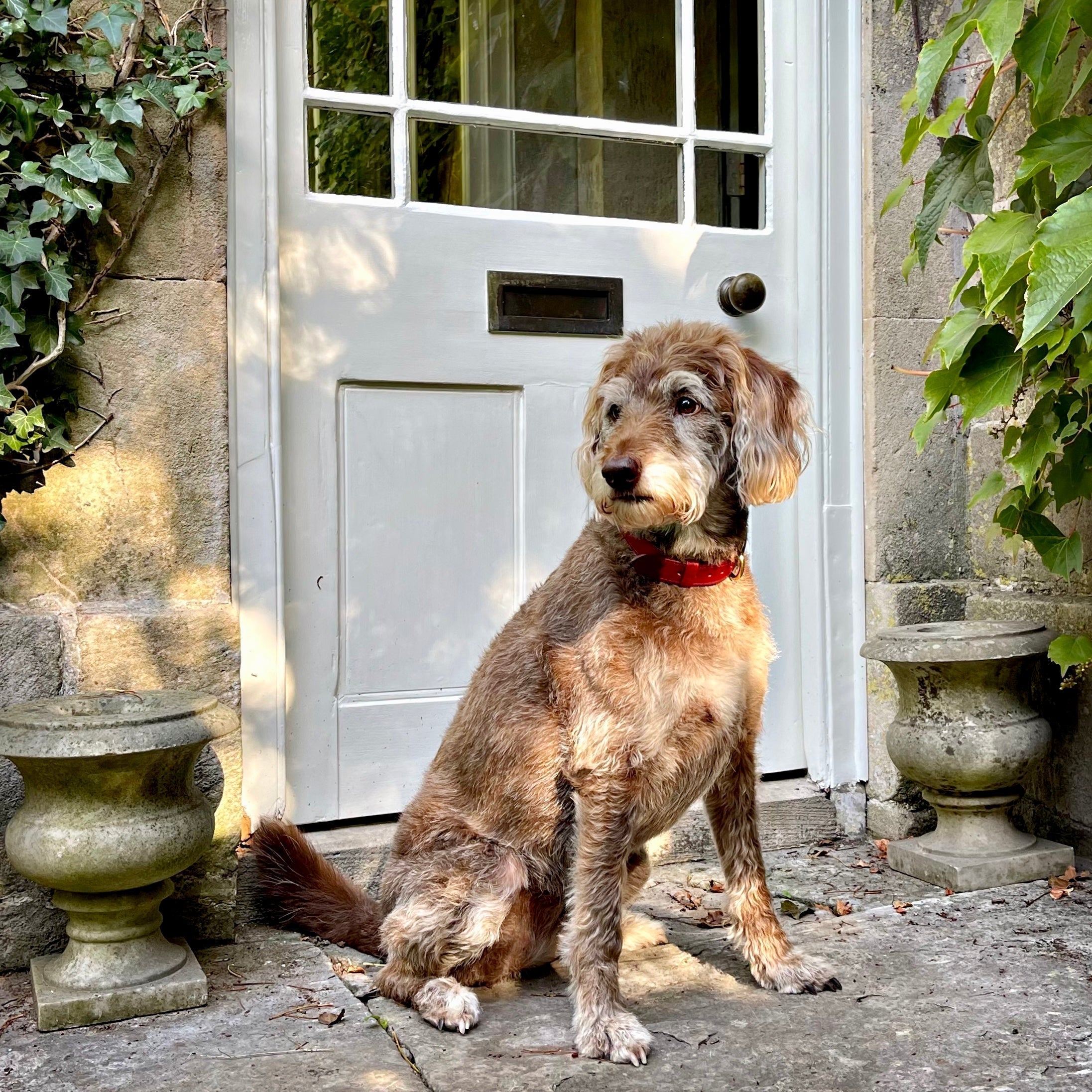 How Long Should a Quality Leather Dog Collar Last?