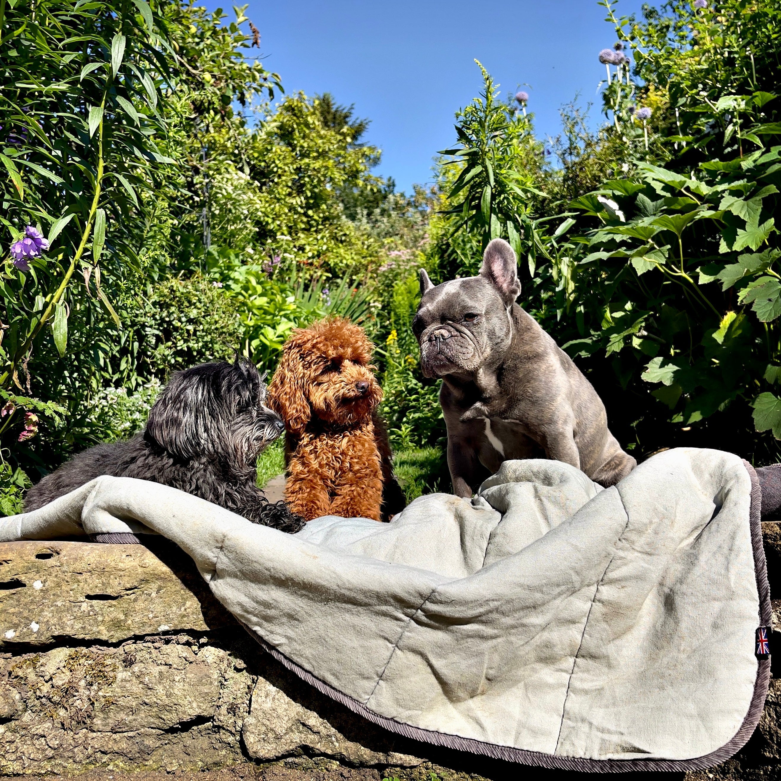 DOG & PUPPY ANXIETY - UNDERSTANDING MAN'S BEST FRIEND