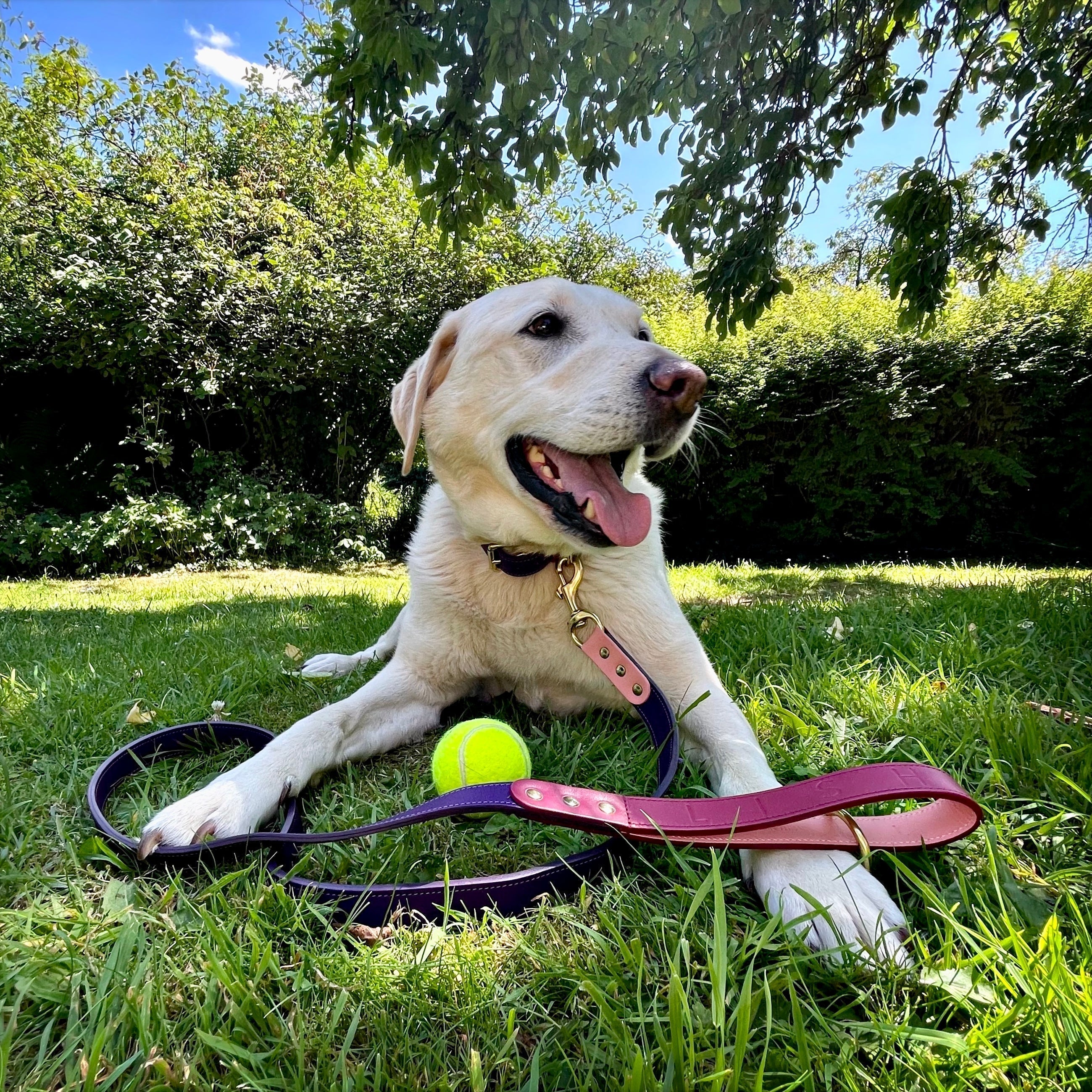 Why British-Made Dog Accessories Are Worth the Investment