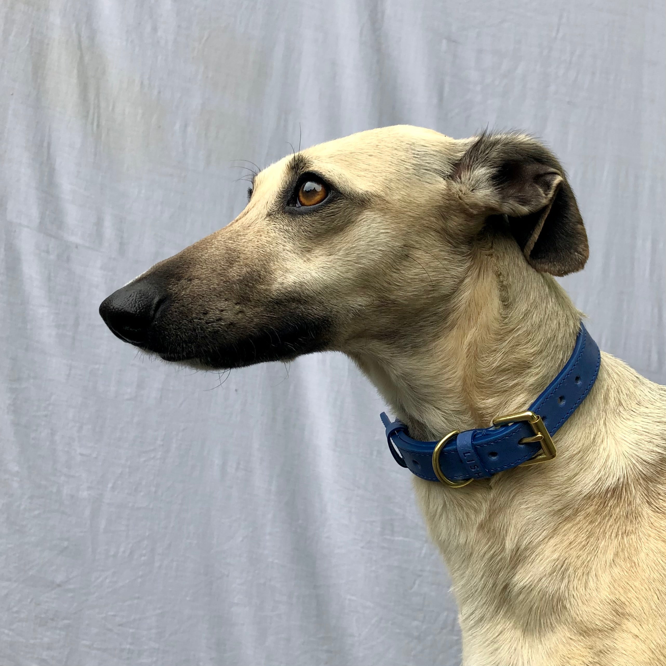 NELLIE THE WHIPPET IN THE WALTER DOG COLLAR