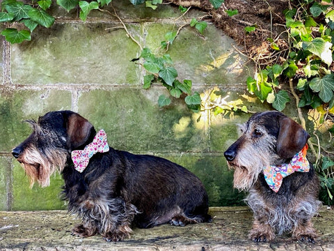 LUXURY DOG TRAVEL GUIDE: What to pack for an Easter Getaway with your pup and Jet Set with style