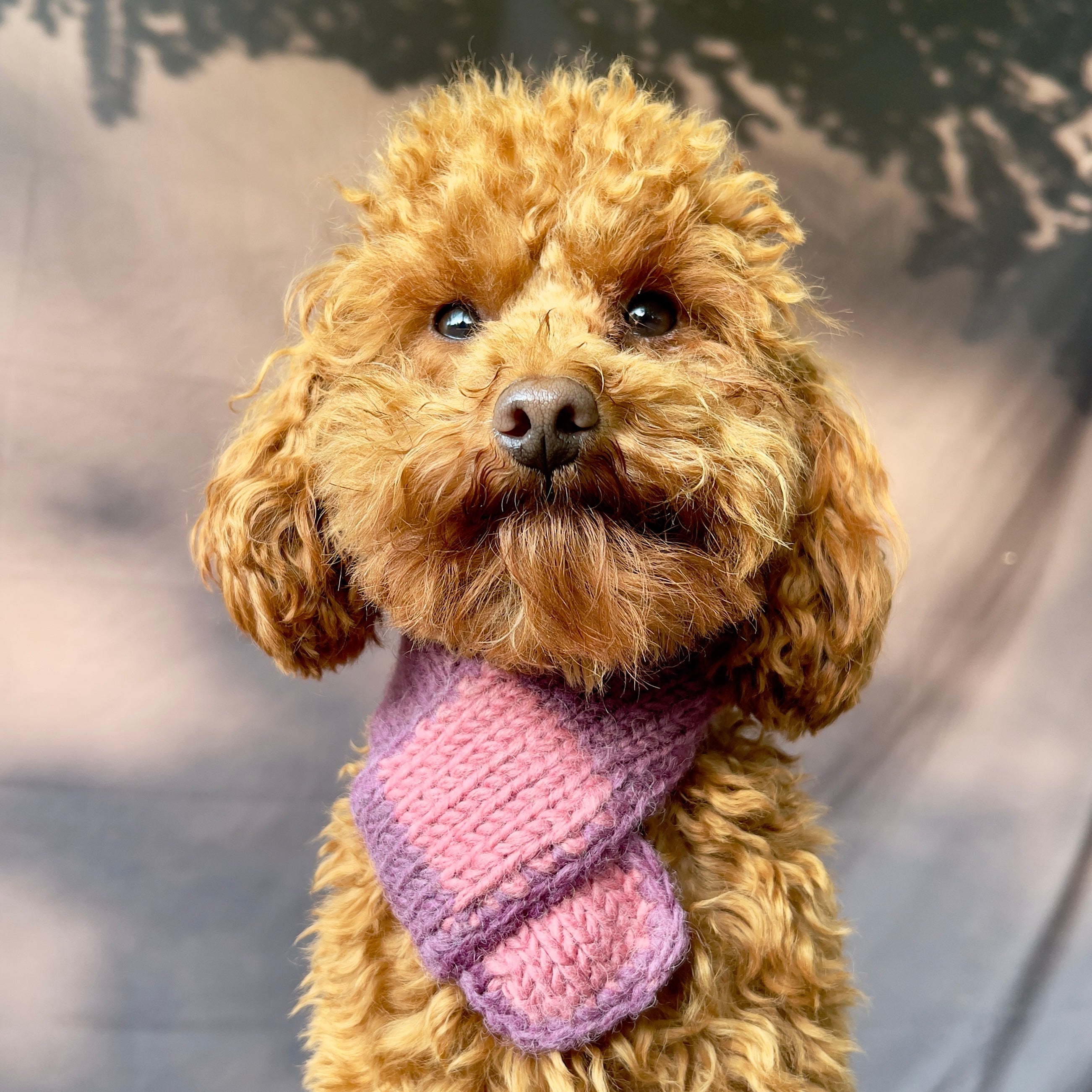 7 Tips for a Happy Dog