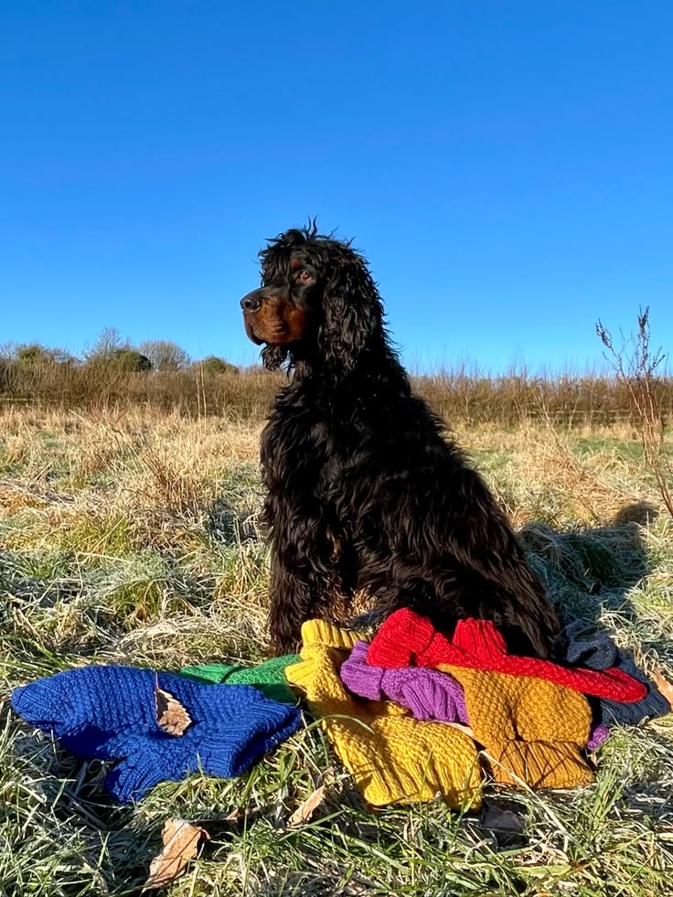 Slow Fashion for Pets: Our Commitment to Sustainability