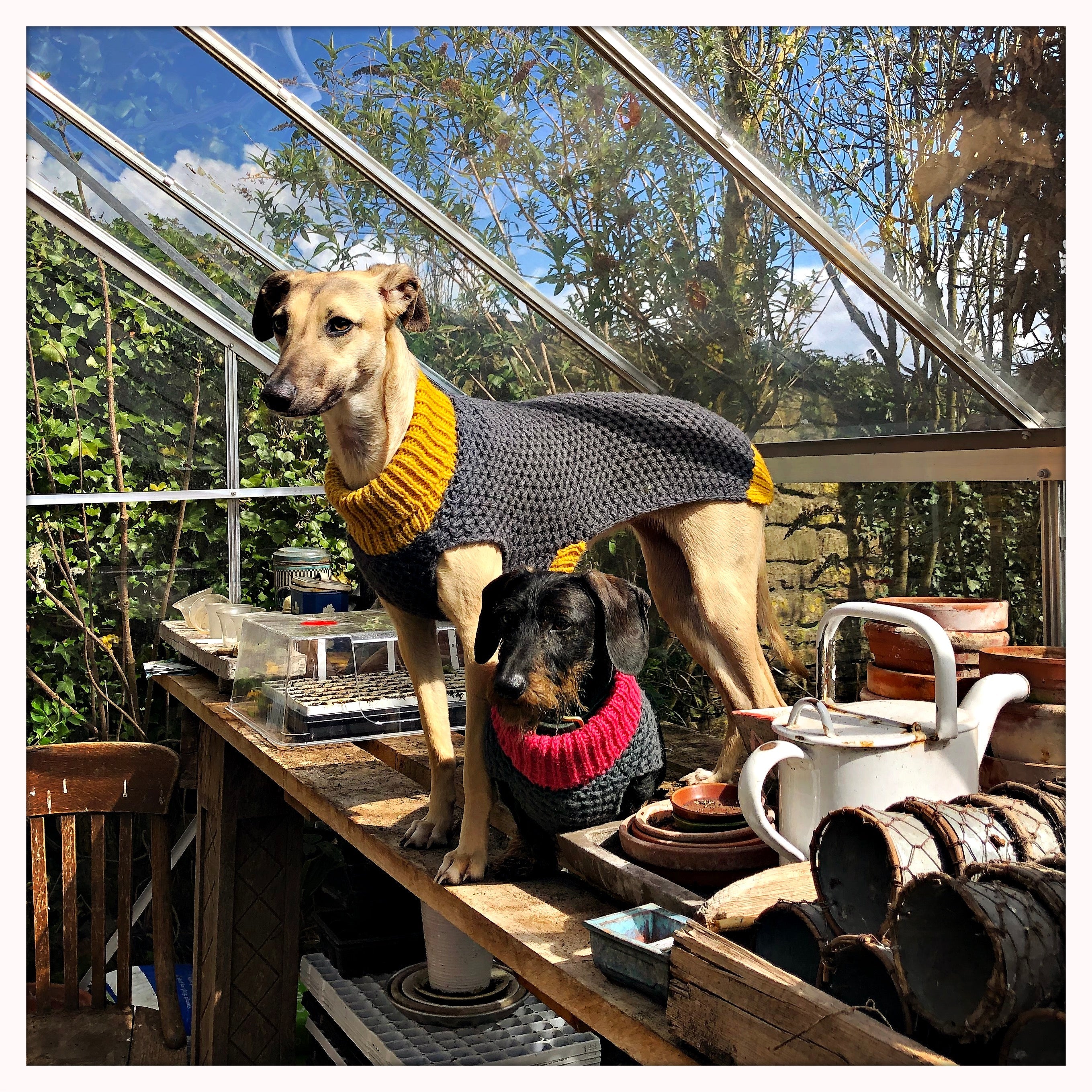 LUDO THE TOUGH LITTLE MINI DAXI & HIS SIDE KICK NELLIE THE WHIPPET