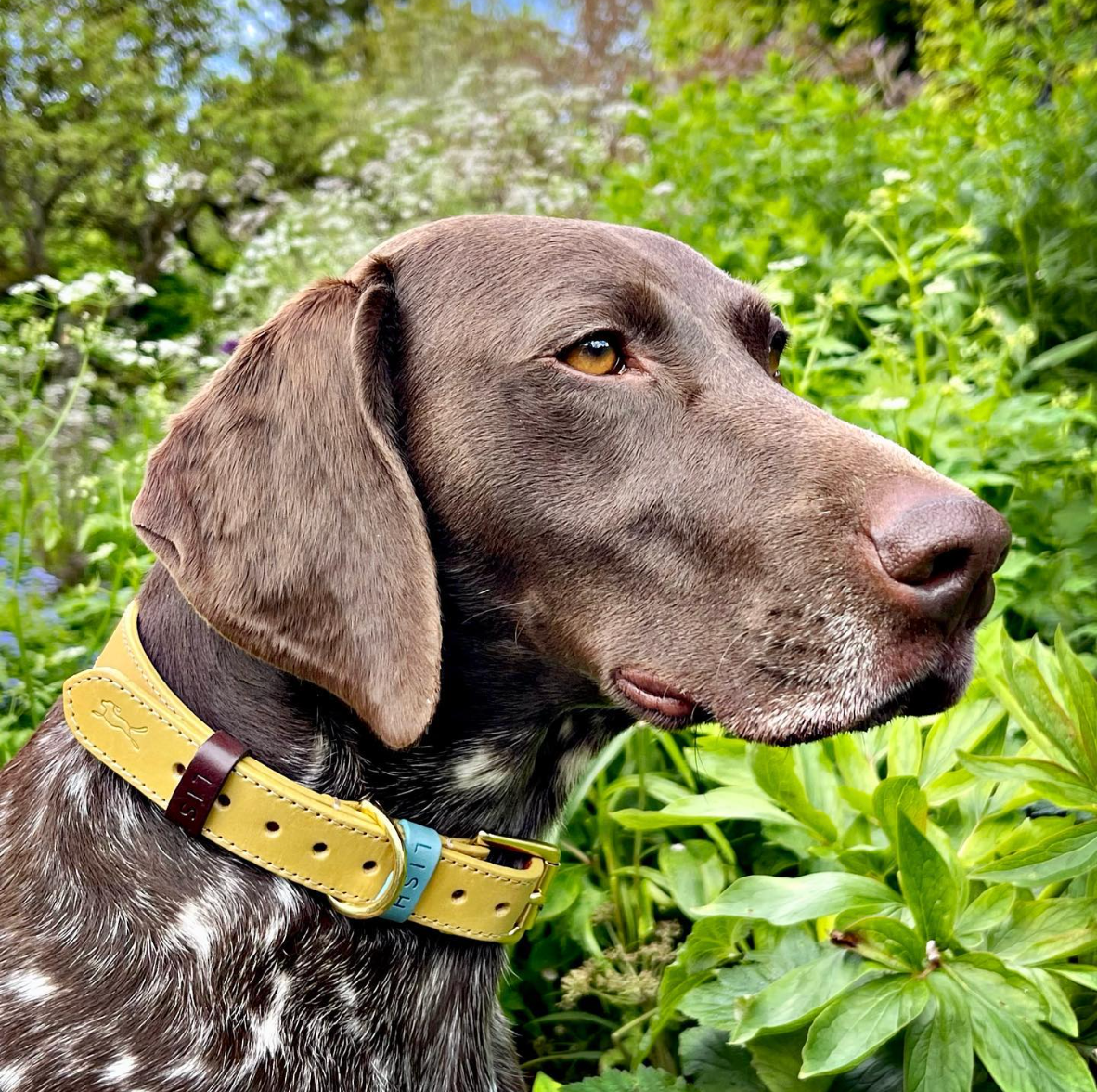 How to Measure Your Dog Correctly for a Collar