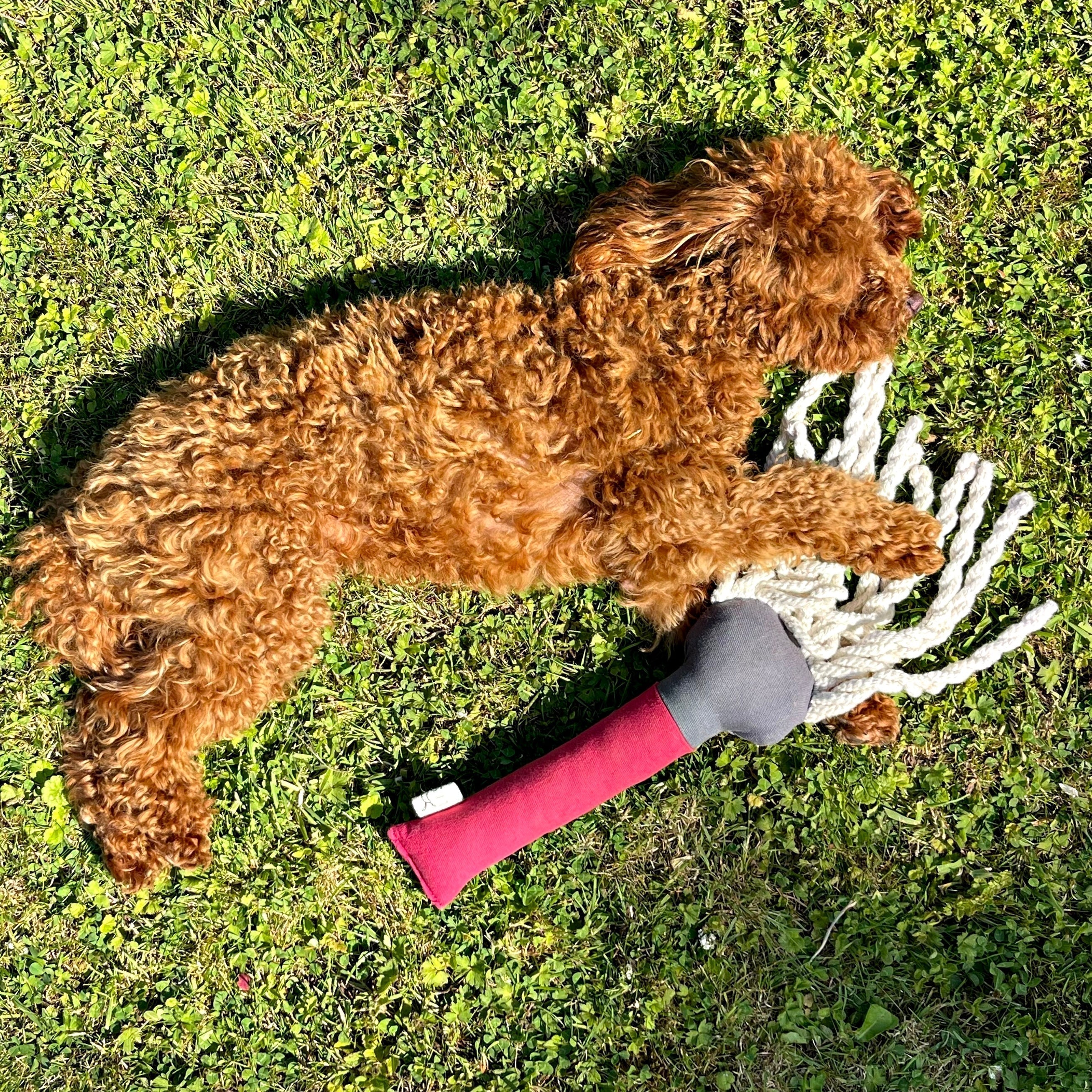 Find Non-Toxic Designer Dog Toys Safe for Heavy Chewers? Natural Cotton Dog Toys: A Luxury Alternative to Mass-Produced Dog Toys