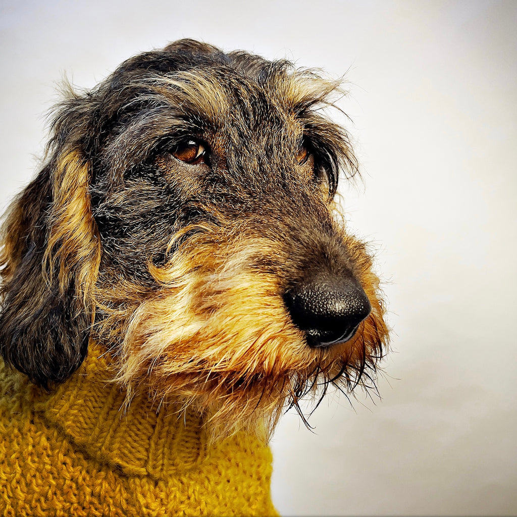 MINIATURE DACHSHUND IN HAND KNITTED YELLOW BOBBLE DOG JUMPER MADE FROM REAL WOOL BY ENGLISH LUXURY HERITAGE BRAND LISH 