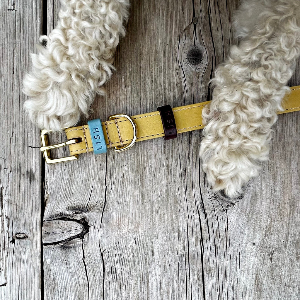 MUSTARD YELLOW, SKY BLUE AND TAN LUXURY DESIGNER LEATHER DOG COLLAR BY LISH MADE IN ENGLAND AND ON WOODEN FLOORS WITH FURRY PAWS OF COCKAPOO NEXT TO IT 