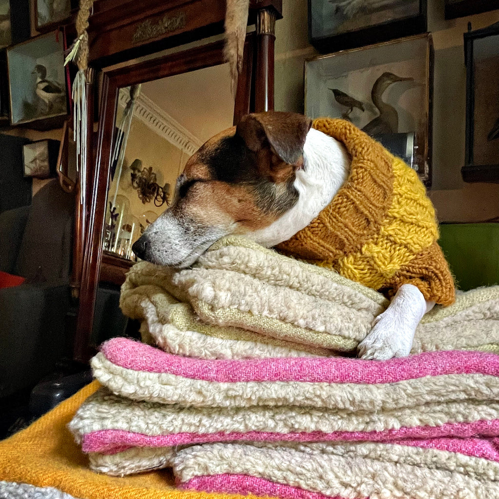 JACK RUSSELL ON TOP OF A PILE OF LUXURY HARRIS TWEED DESIGNER DOG BLANKETS  MADE IN LONDON  UNITED KINGDOM BY BRITISH HERITAGE BRAND LISH DESIGNER PET ACCESSORY 