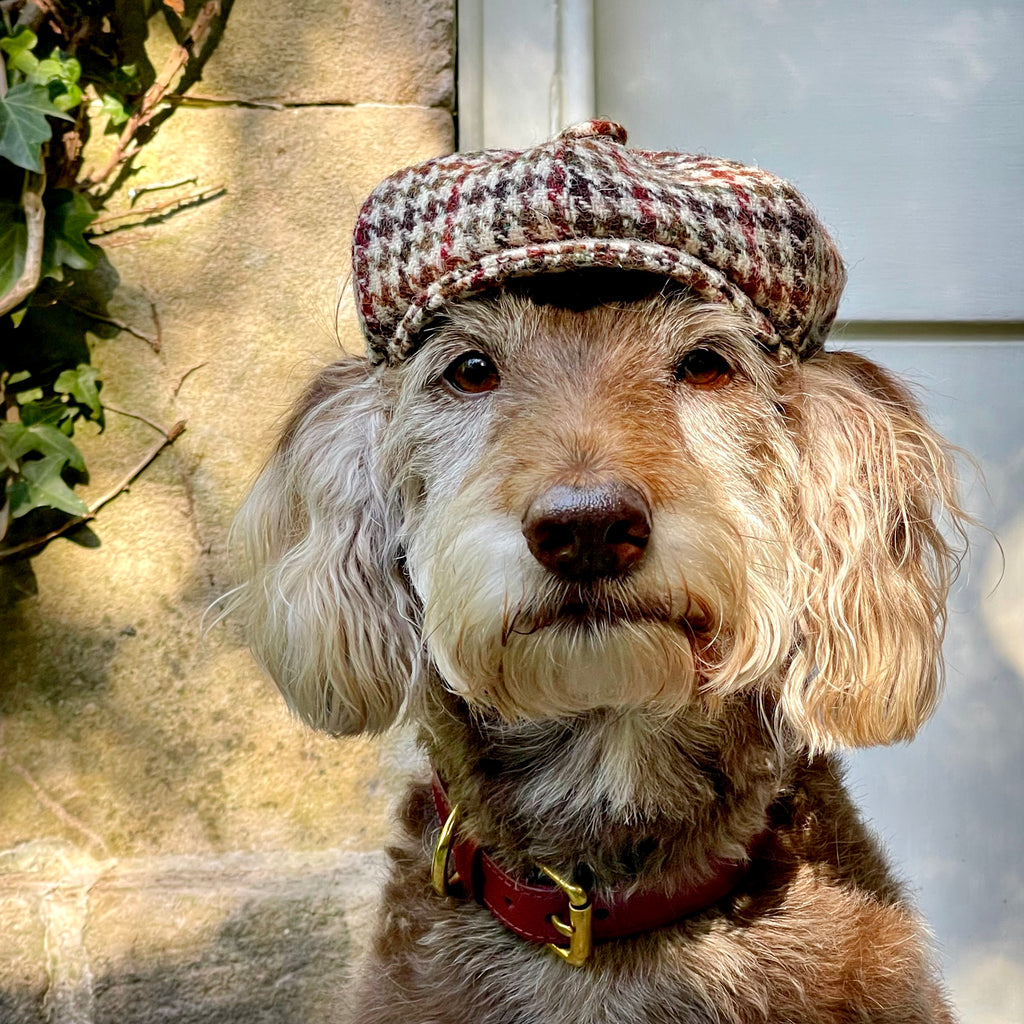 Cockapoo in brown check Harris Tweed, luxury dog hat made in London by Canine couturier LISH 