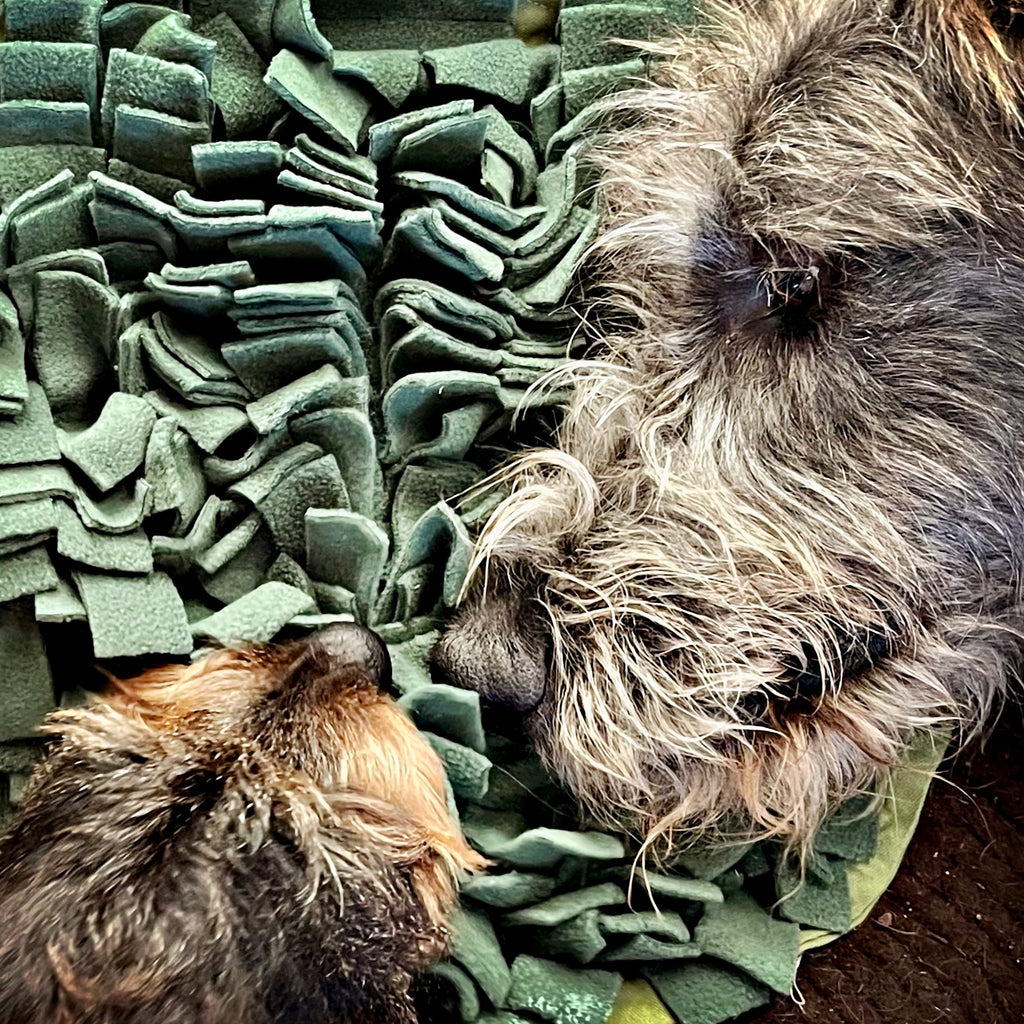 IRISH WOLFHOUND ON LUXURY ACTIVITY DOG TOY SNUFFLE MAT WITH A MINIATURE WIRE HAIRED DACHSHUND