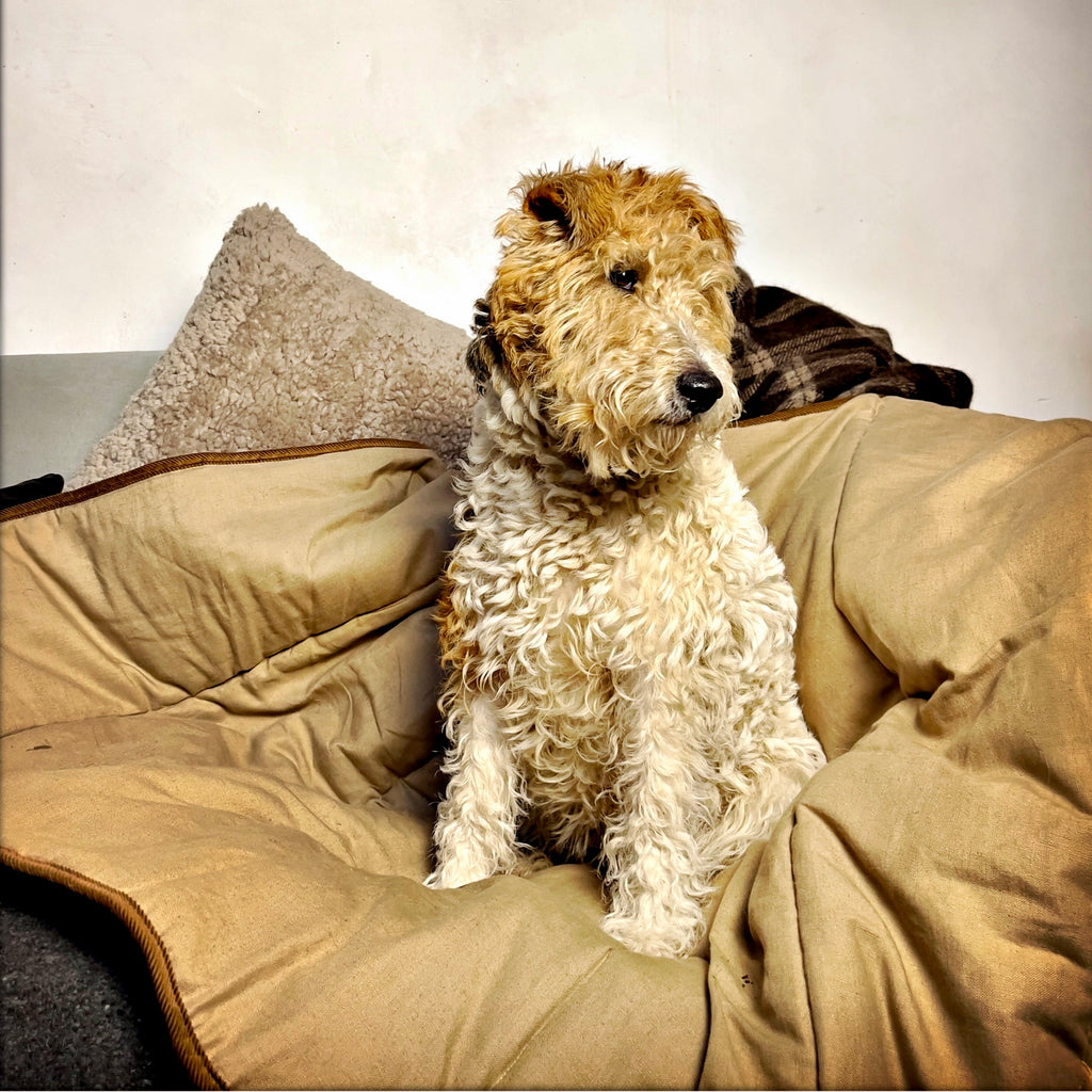 WIRE HAIRED FOX TERRIER ON LUXURY SOFA PROTECTOR MADE IN ENGLAND BY LISH 