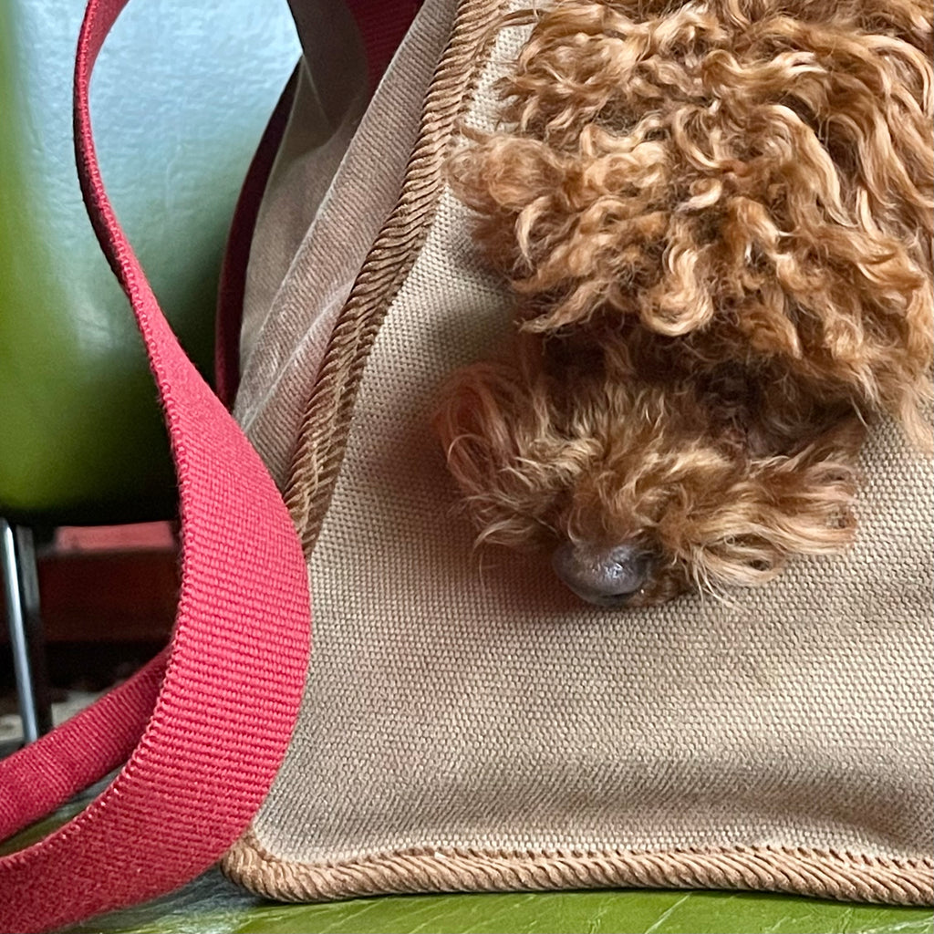 cockapoo  puppy in canvas camel brown designer luxury tote pet carrier with red straps made in United Kingdom