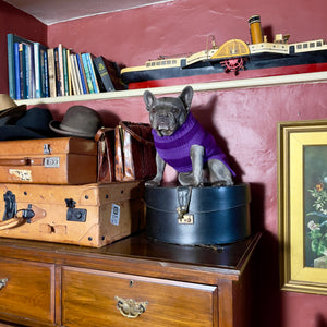 Frenchie in purple stripe dog jumper sitting on top of hat box and vintage suitcases in English Eccentric country home 