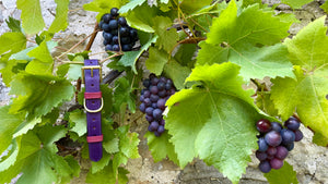 purple leather designer dog collar made by luxury British brand LISH London hanging on vine leave grapes