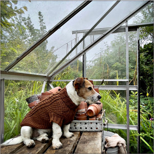 JACK RUSSELL WEARING REAL WOOL JUMPER IN ENGLISH GARDEN GEORGIAN HOUSE GREENHOUSE 