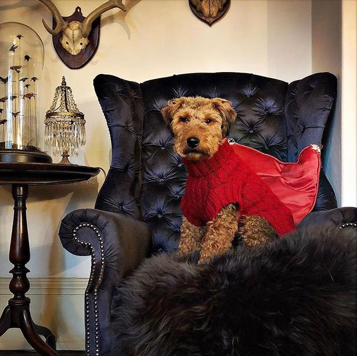 Wilmot Red Dog Jumper - LISH Dog Luxury Fashion and Accessories