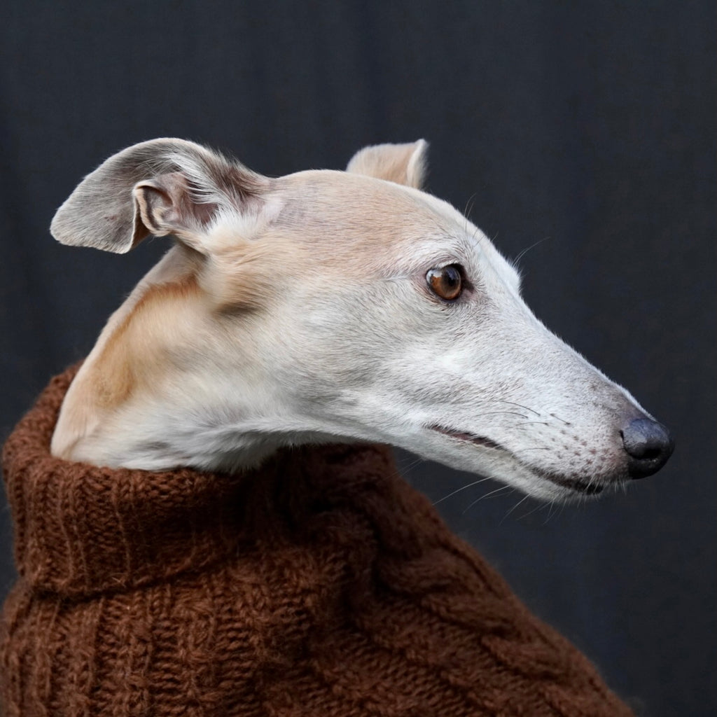 WHIPPET WEARING CHESTNUT BROWN CABLE JUMPER BY DESIGNER BRITSH BRAND LISH LONDON LUXURY PETWEAR